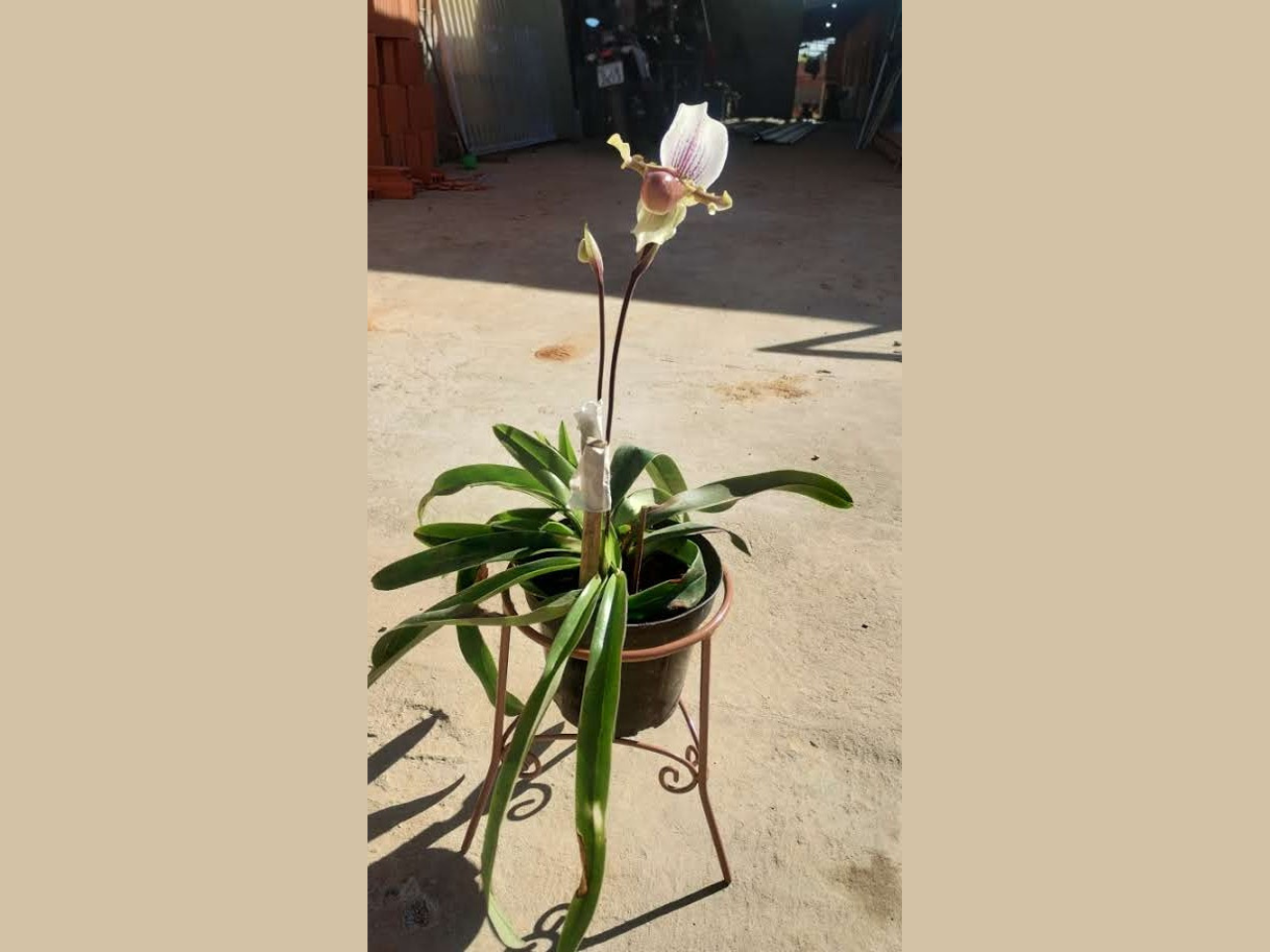 Suporte para Plantas 3